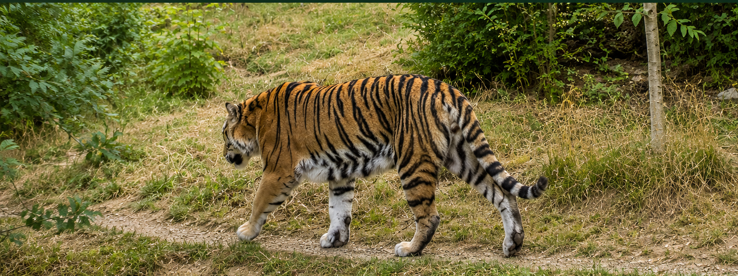 Tiger im Tier-Erlebnispark Bell im Hunsrück